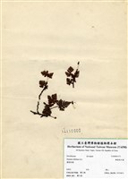 藏品(鱗葉陰石蕨)的圖片